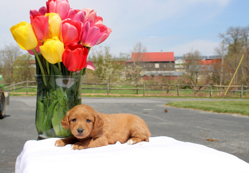 puppy, for, sale, Mini Goldendoodle F2, Matthew B. Stoltzfus, dog, breeder, Gap, PA, dog-breeder, puppy-for-sale, forsale, nearby, find, puppyfind, locator, puppylocator, aca
